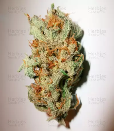 Caramelo Early Version (Delicious Seeds)