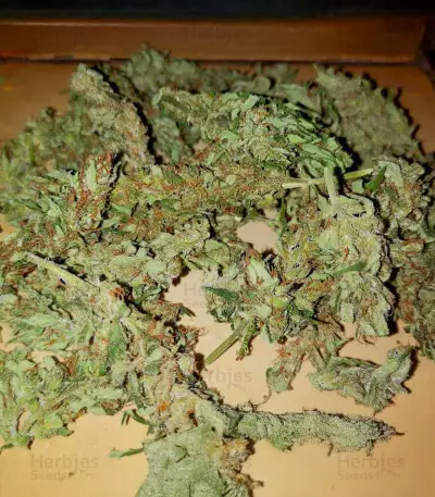 CBD Bomb (Bomb Seeds) Cannabis-Samen