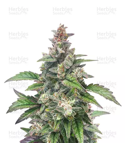 Chocolopez (BlimBurn Seeds)