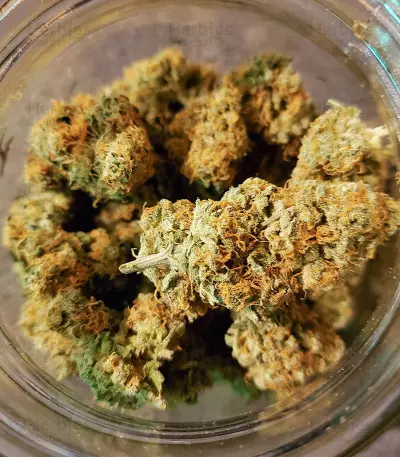 Extreme Impact Auto (Heavyweight Seeds) Cannabis-Samen