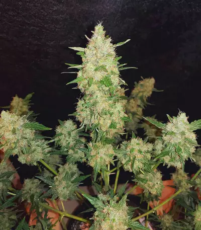 Extreme Impact Auto (Heavyweight Seeds) Cannabis-Samen