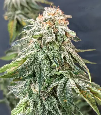 Gorilla SFV OG (Expert Seeds) Cannabis-Samen