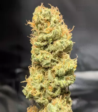 Gorilla SFV OG (Expert Seeds) Cannabis-Samen