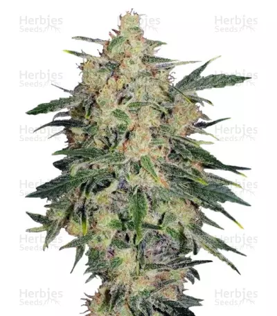 Nebula II CBD (Paradise Seeds) Cannabis-Samen