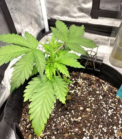 Northern Lights Auto (Expert Seeds) Cannabis-Samen