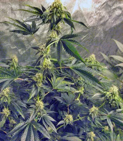 Pure Kush (GHS) Cannabis-Samen