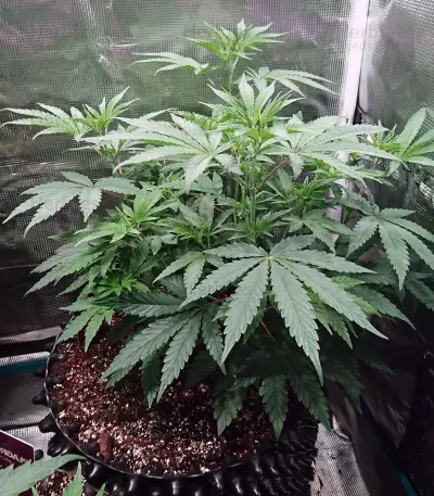 Purple Punch Cookies feminisierte Samen (Original Sensible Seeds)