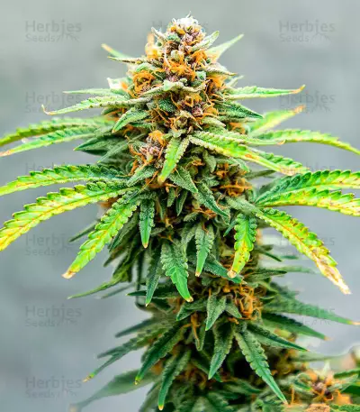 Runtz Autoflower feminisierte Samen (EGS)