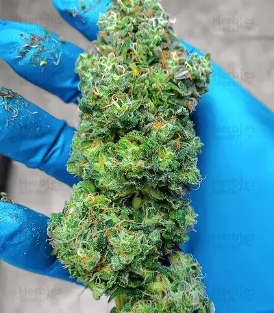 Sith OG feminisierte Samen (AlphaFem Seeds)