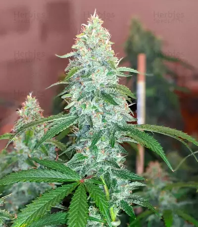 3 Bears OG Auto (Mephisto Genetics) Cannabis-Samen