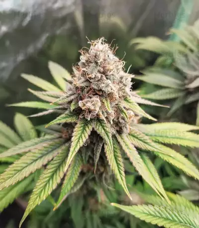 Amnesia Lemon (Barney's Farm) Cannabis-Samen