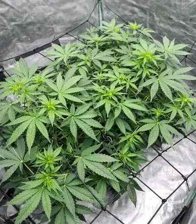 Apollo (Brothers Grimm Seeds)
