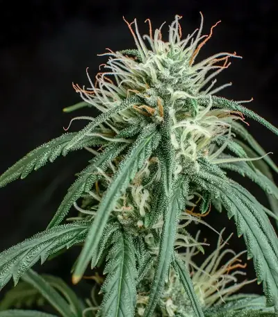 Big Domina Auto (Freedom of Seeds) Cannabis-Samen