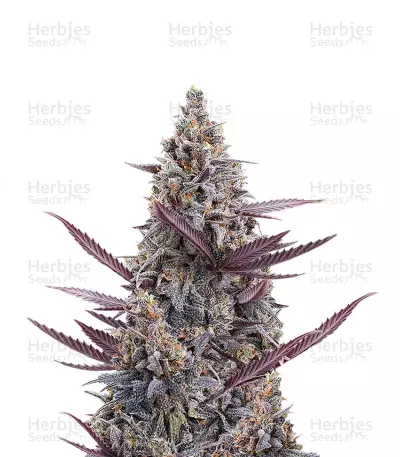 Cinderella Pineapple feminisierte Samen (Brothers Grimm Seeds)