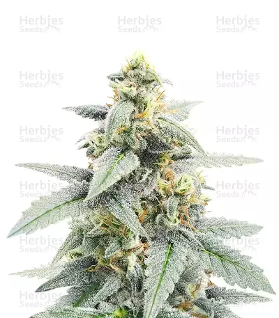 Forum Stomper Auto (Mephisto Genetics) Cannabis-Samen