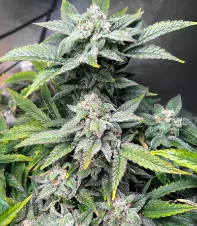 Forum Stomper Auto (Mephisto Genetics) Cannabis-Samen