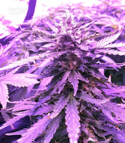 Gorilla Auto (GG#4 Original Glue Auto) (Expert Seeds) Cannabis-Samen