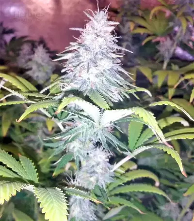 Z Gorilla (Original Sensible Seeds) Cannabis-Samen