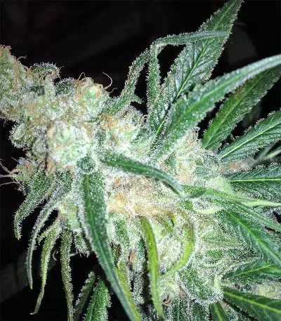 Grandaddy Black (Original Sensible Seeds) Cannabis-Samen