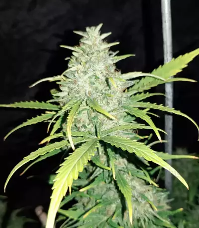 Original Auto Cheese (Fast Buds) Cannabis-Samen