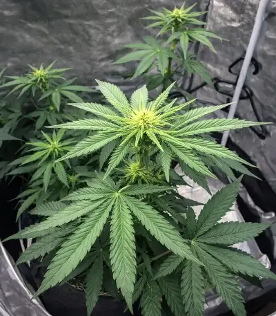 Papaya Frosting (Barney's Farm)