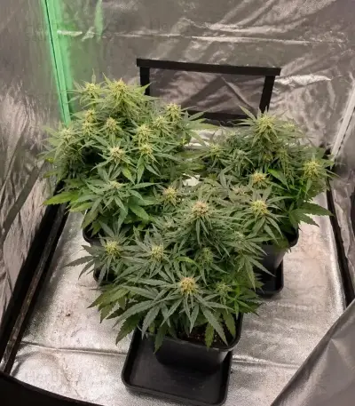 Quick One Auto (RQS) Cannabis-Samen
