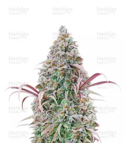 Rosetta Stone feminisierte Samen (Brothers Grimm Seeds)