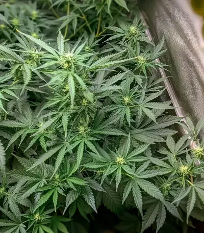 SkullRyder Auto (Blackskull Seeds) Cannabis-Samen