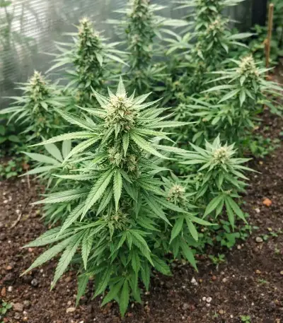 Space Cookies Auto feminisierte Samen (Delicious Seeds)