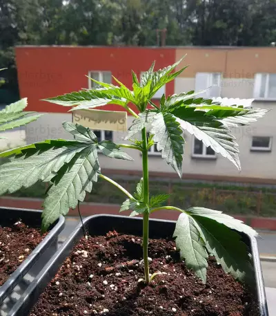Stardawg (Blackskull Seeds) Cannabis-Samen