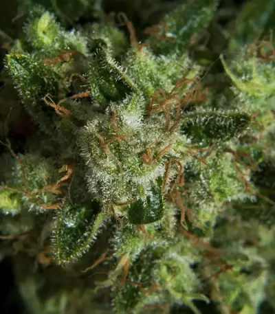 Super Lemon Haze (GHS)