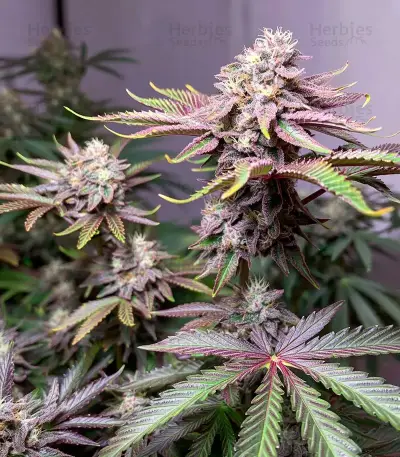 Super Lemon Haze x GMO (GHS)