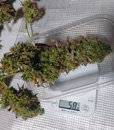 THC Bomb (Bomb Seeds) Cannabis-Samen