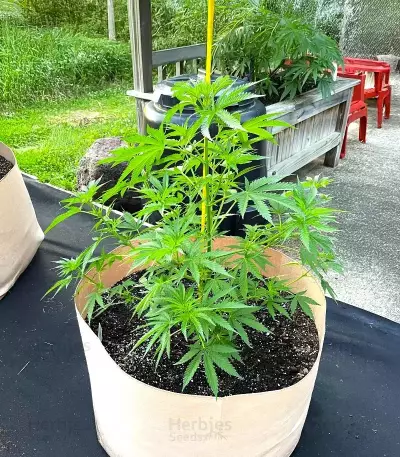 The Upsetter feminisierte Samen (Humboldt Seed Company)