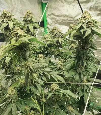 Watermelon Z Samen feminisiert (Barney's Farm)