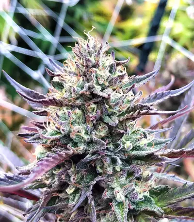 Z (Blackskull Seeds) Cannabis-Samen