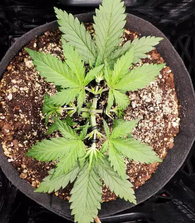 Original Trainwreck Auto Samen feminisiert (Fast Buds)