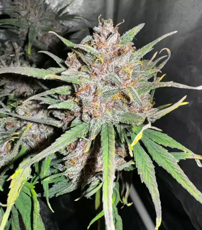 Tropicana Cookies Auto feminisierte Samen (Fast Buds)