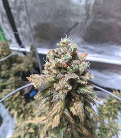 Original Auto Chemdawg (Fast Buds) Cannabis-Samen