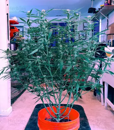 Amnesia Haze Auto strain