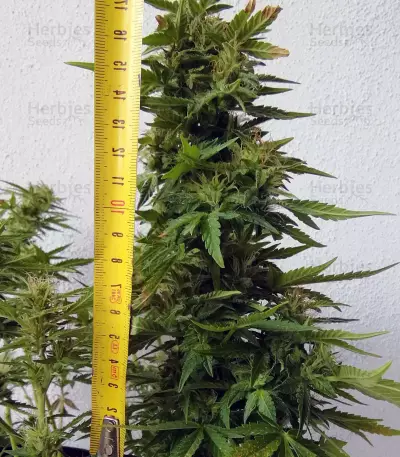 BCN Power Plant (Seedstockers) Cannabis-Samen
