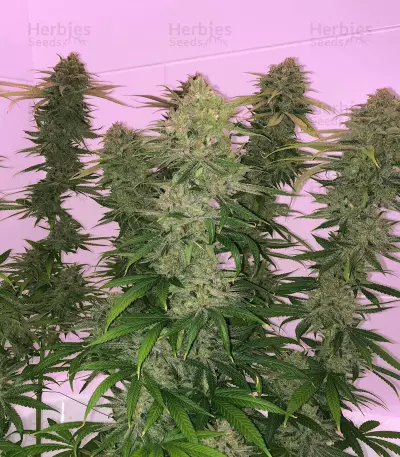 Blue Fire (Humboldt Seeds Organization) Cannabis-Samen