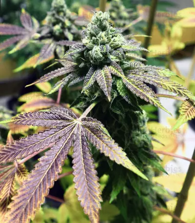 Brain Cake (Ripper Seeds) Cannabis-Samen