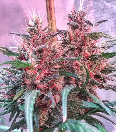 Bruce Banner #3 (Big Head Seeds) Cannabis-Samen