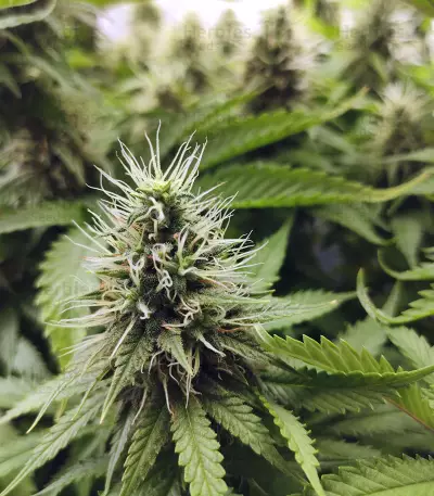 CBD Blue Shark (Barney's Farm) Cannabis-Samen