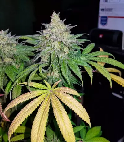 Chemdawg (Humboldt Seeds Organization) Cannabis-Samen