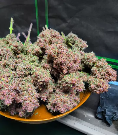 Guava Auto feminisierte Samen (Fast Buds)