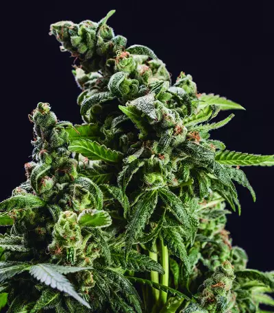 GG#4 Original Glue (BlimBurn Seeds) Cannabis-Samen