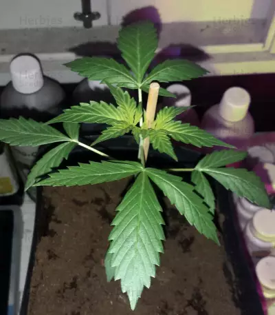 Head Stash Auto (Big Head Seeds) Cannabis-Samen