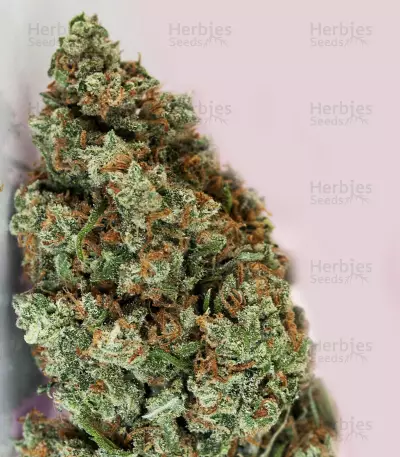 Jack Herer (Kera Seeds) Cannabis-Samen